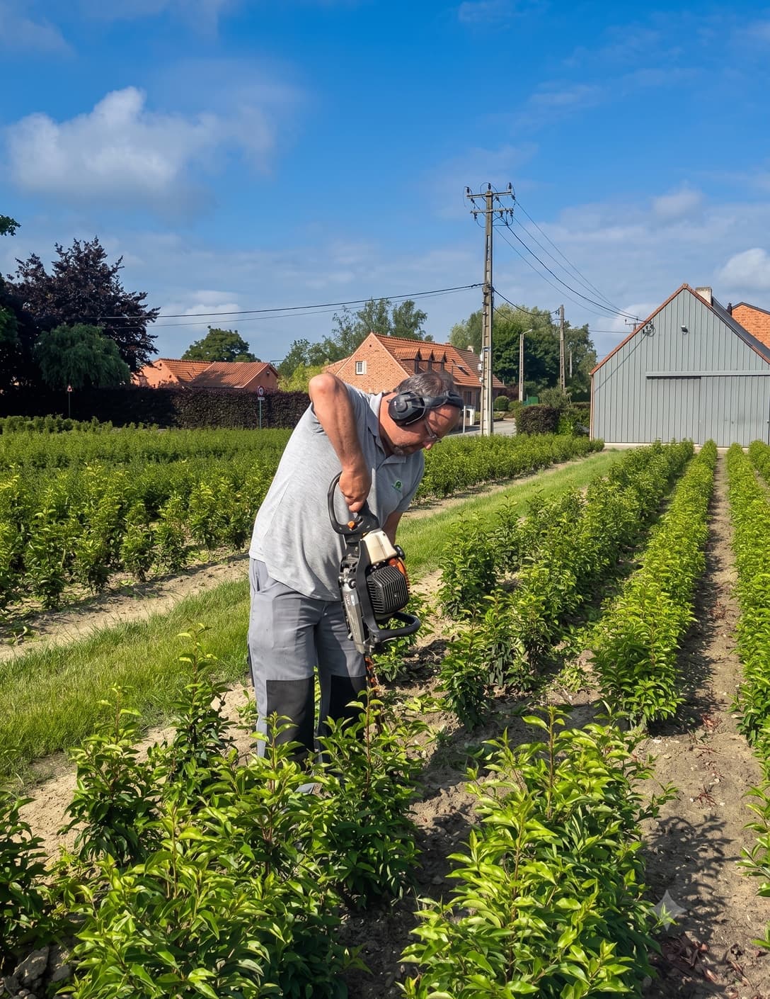 Geert scheert jonge haagplanten op de kwekerij