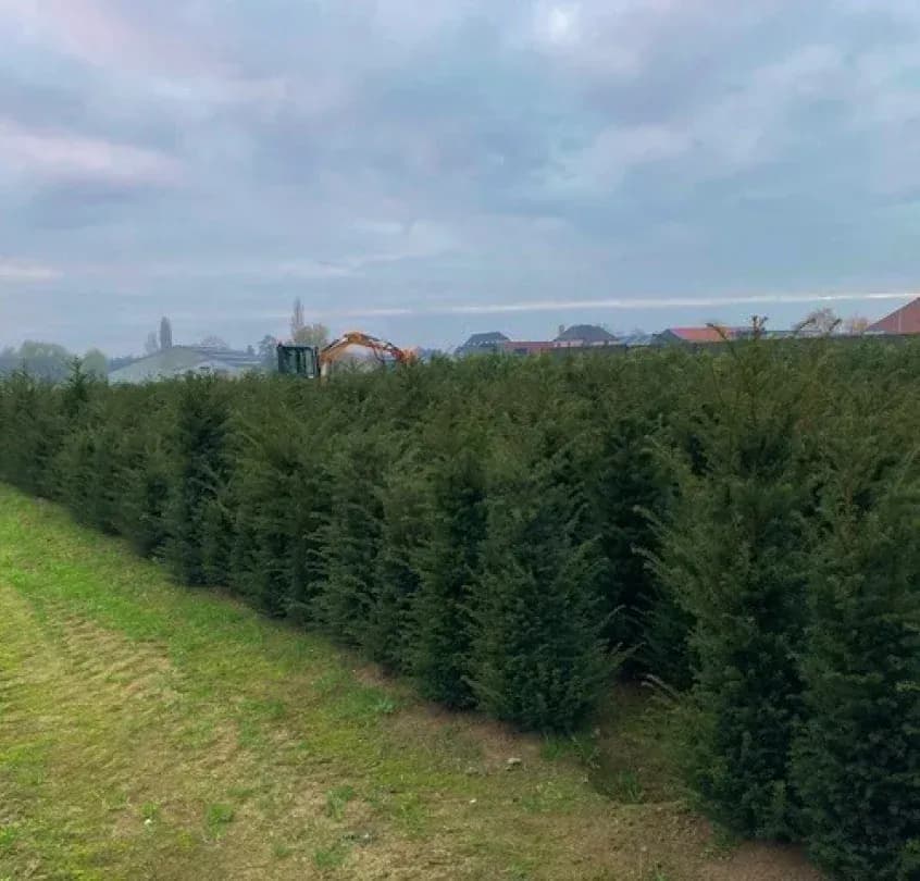 Taxus Baccata