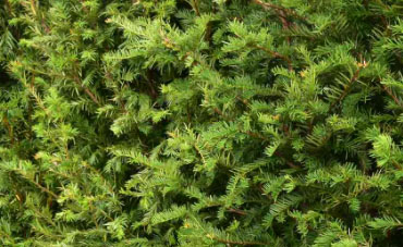 taxus baccata