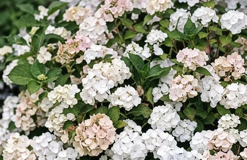 Bloeiende hortensia in wit en roze