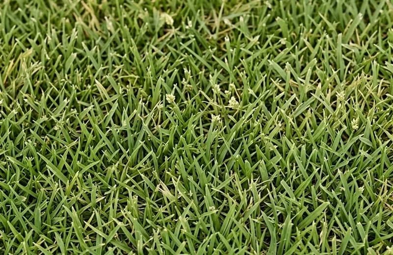 Close-up van gezond, dicht gazon