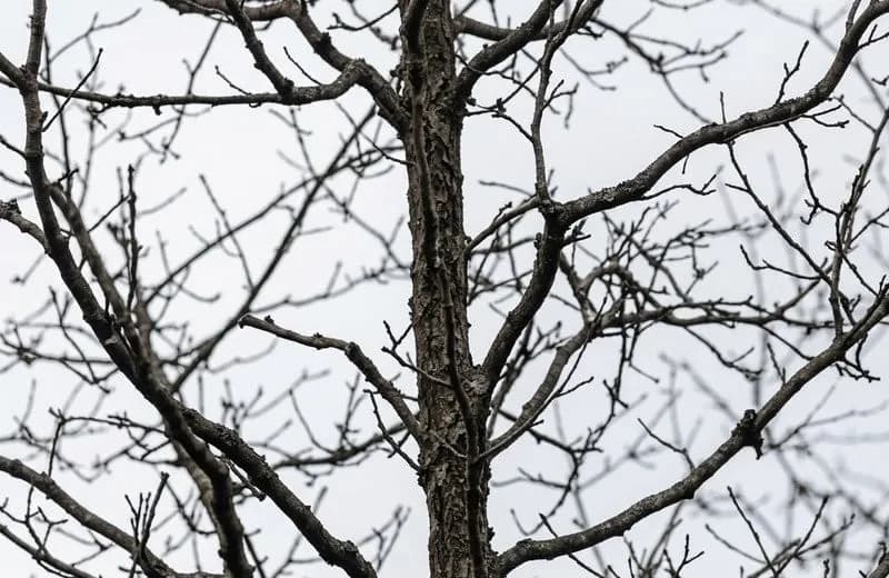 Kale boomtakken tegen een winterse lucht