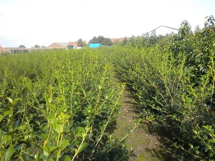 Schijnhulst in bloei op de kwekerij