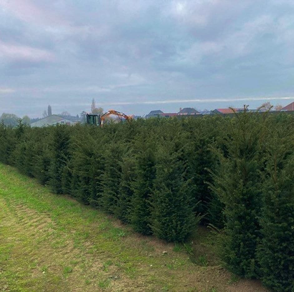 Taxushaag langs een tuin