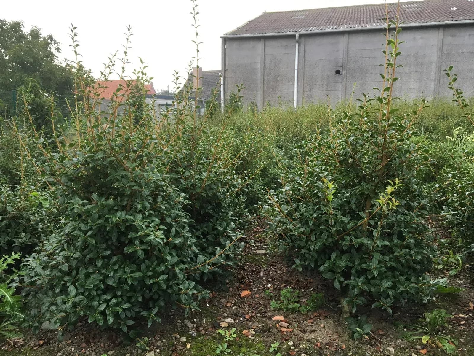 Handgebonden kluitnet rond een verse kluit