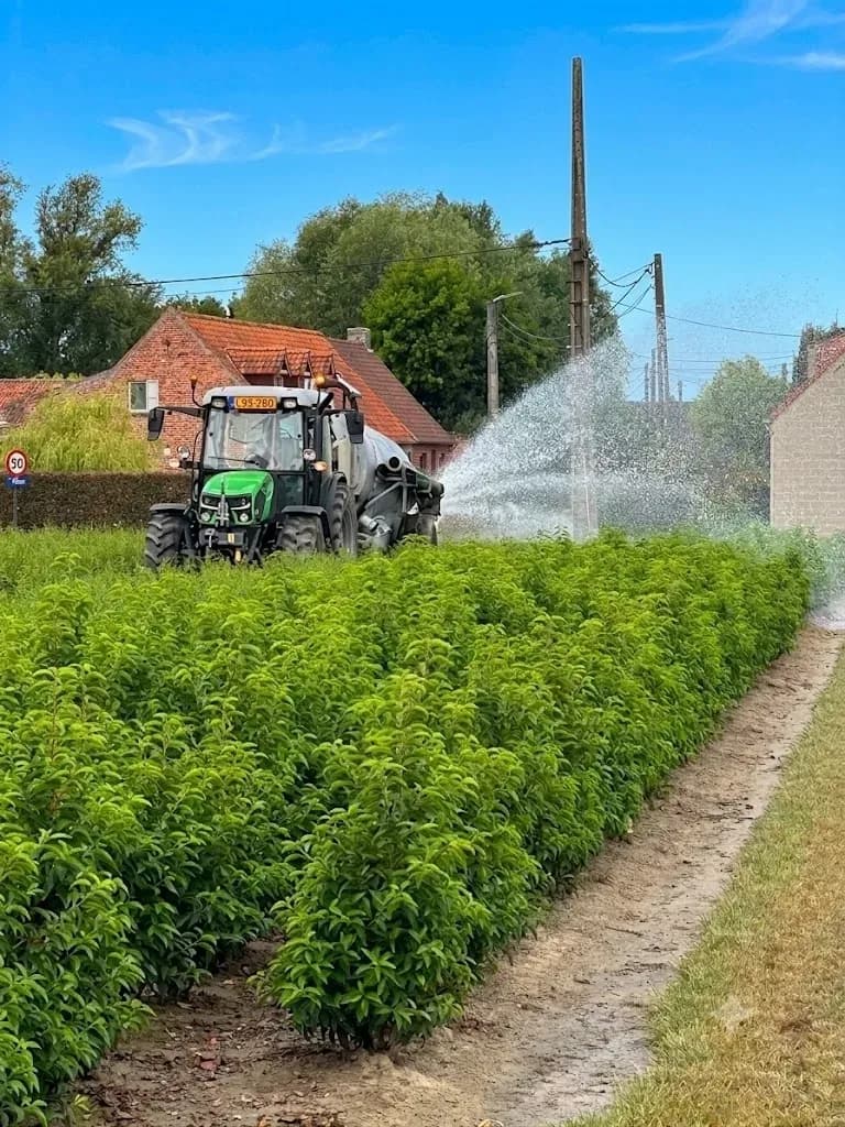 Taxushaag met rode bessen op het veld